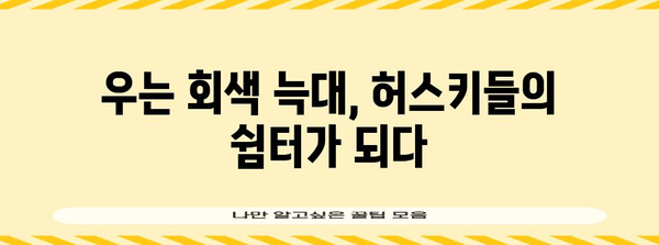 애견의 오아시스 우는 회색 늑대 카페 | 시베리안 허스키에게 바친 특별한 공간