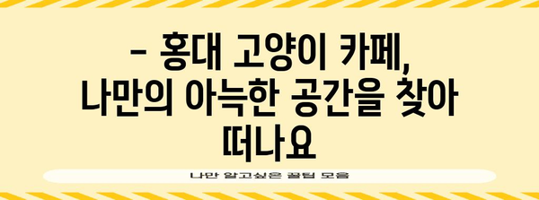 홍대에서 만나는 힐링 공간 | 고양이 카페 추천