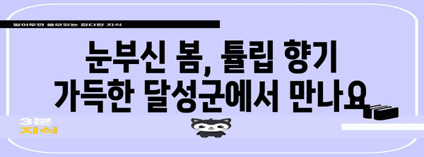 대구 달성군 튤립 축제 | 봄맞이 꽃놀이의 천국