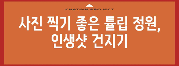 대구 달성군 튤립 축제 | 봄맞이 꽃놀이의 천국
