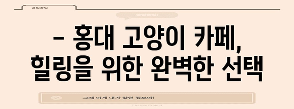 홍대에서 만나는 힐링 공간 | 고양이 카페 추천