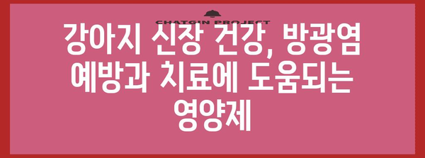 강아지 신장 건강 필수 영양제 | 방광염 환자의 중요성
