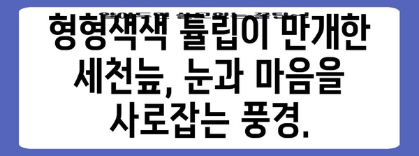 세천늪의 숨겨진 보석 | 달성군의 튤립 축제