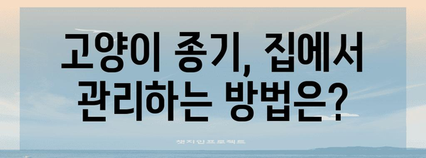 고양이의 종기 | 원인, 치료법, 그리고 예방 가이드